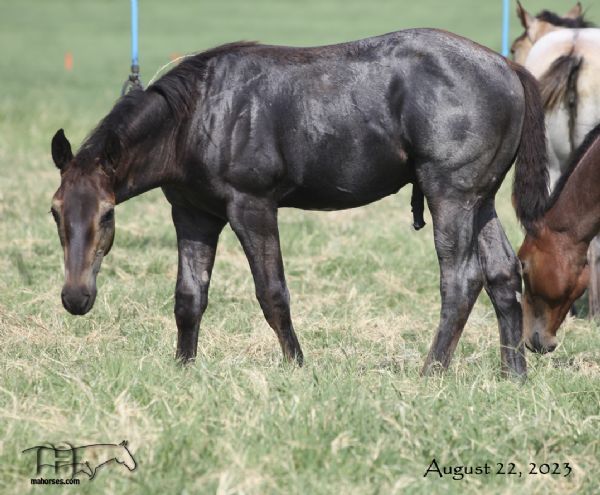 Wyo Blue Dragoon's 2023 Blue Roan Stallion